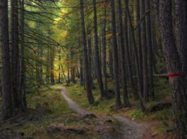 Baum des Jahres 2026: Die Lärche – robust, eindrucksvoll und ökologisch wertvoll