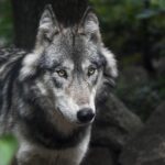 Wolfsabschuss im Bezirk Hermagor