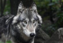 Wolfsabschuss im Bezirk Hermagor