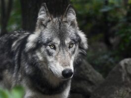 Wolfsabschuss im Bezirk Hermagor
