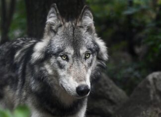 Wolfsabschuss im Bezirk Hermagor