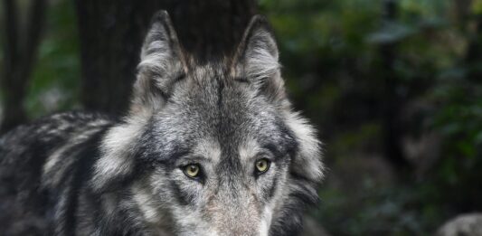 Wolfsabschuss im Bezirk Hermagor