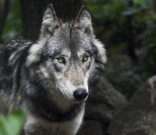 Wolfsabschuss im Bezirk Hermagor
