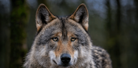Kollision bei Köstendorf: Verletzter Wolf musste von Jäger erlegt werden