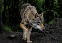 Naturschutzbund gibt Tipps: So verhält man sich bei einer Wolfbegegnung richtig!