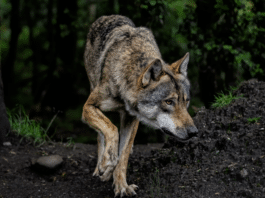 Verein „Wölfe in Österreich“: Wolfsabschüsse zeigen laut Experten keine Wirkung auf Risszahlen