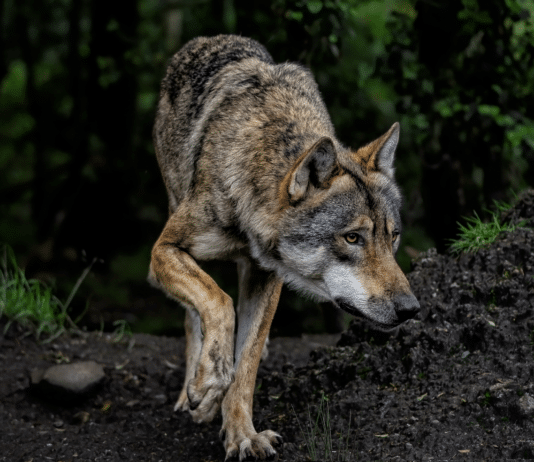 Naturschutzbund gibt Tipps: So verhält man sich bei einer Wolfbegegnung richtig!