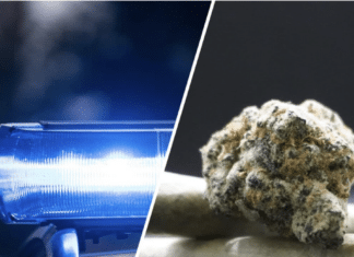 Oberkärntner Betrieb im Fokus der Polizei: Rund 10 Kilogramm Cannabis-Blüten beschlagnahmt