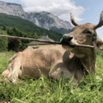 Gailtaler Kuh sorgt weltweit für Faszination