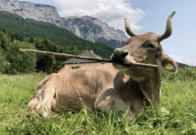 Gailtaler Kuh sorgt weltweit für Faszination