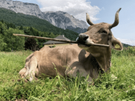 Gailtaler Kuh sorgt weltweit für Faszination