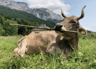 Gailtaler Kuh sorgt weltweit für Faszination