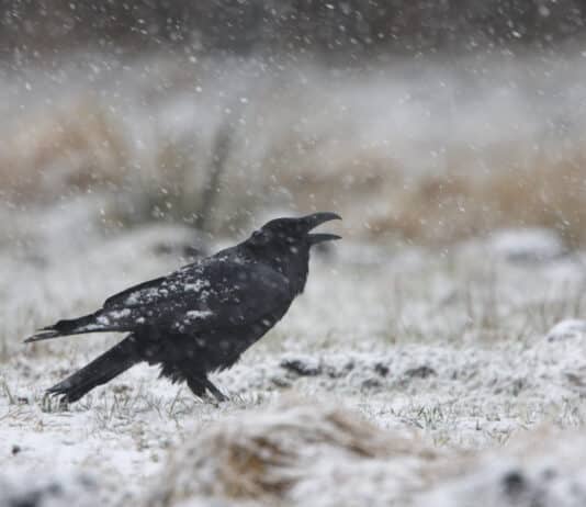Rabenvögel (er)kennen lernen: Faszinierende Intelligenz und Mythen der schwarzen Vögel