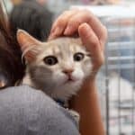 Kastrationsprojekt für Streunerkatzen wird 2026 fortgesetzt