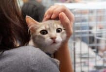 Kastrationsprojekt für Streunerkatzen wird 2026 fortgesetzt