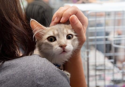 Kastrationsprojekt für Streunerkatzen wird 2026 fortgesetzt