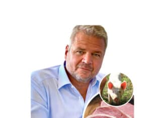Schweinefleisch-Preisentwicklung: Team Kärnten/Köfer fordert verpflichtende Herkunftskennzeichnung