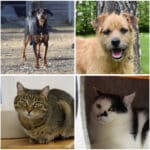 Tierheim Villach: Vier Fellnasen warten sehnsüchtig auf ein liebevolles Zuhause