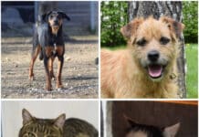 Tierheim Villach: Vier Fellnasen warten sehnsüchtig auf ein liebevolles Zuhause