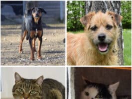 Tierheim Villach: Vier Fellnasen warten sehnsüchtig auf ein liebevolles Zuhause