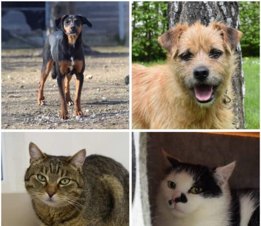 Tierheim Villach: Vier Fellnasen warten sehnsüchtig auf ein liebevolles Zuhause