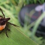 Gefährliche Zecke: Jetzt an den Impfschutz denken!