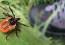 Gefährliche Zecke: Jetzt an den Impfschutz denken!