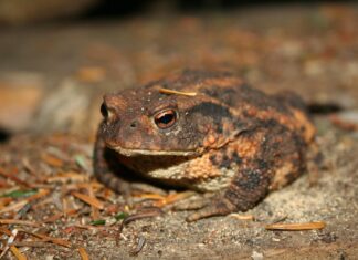 Dringend gesucht: Ehrenamtliche für Amphibienschutz zwischen Waidegg und Tressdorf