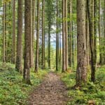 Wald bedeutet Nutzen und Schutz