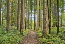 Wald bedeutet Nutzen und Schutz