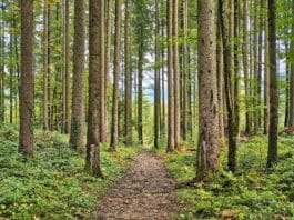 Wald bedeutet Nutzen und Schutz