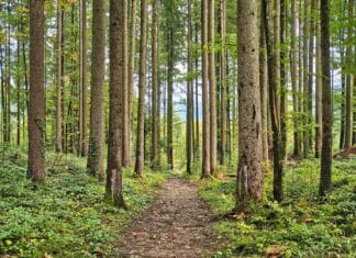 Wald bedeutet Nutzen und Schutz