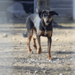 Tierheim Villach: Diese Tiere warten auf ein neues Zuhause