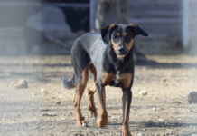 Tierheim Villach: Diese Tiere warten auf ein neues Zuhause