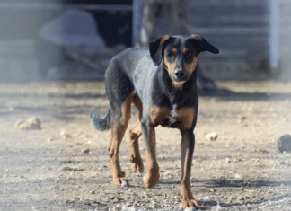 Tierheim Villach: Diese Tiere warten auf ein neues Zuhause