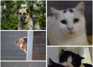 Tierheim Villach: Diese Tiere warten auf ein liebevolles Zuhause