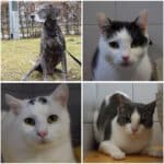 Tierheim Villach: Wer schenkt diesen Pfoten ein liebevolles neues Zuhause?