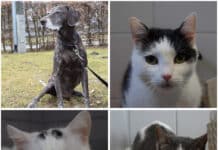 Tierheim Villach: Wer schenkt diesen Pfoten ein liebevolles neues Zuhause?