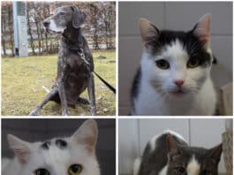 Tierheim Villach: Wer schenkt diesen Pfoten ein liebevolles neues Zuhause?