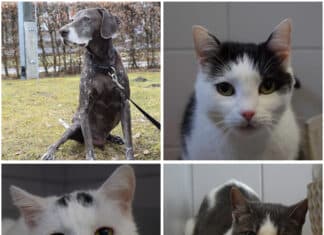 Tierheim Villach: Wer schenkt diesen Pfoten ein liebevolles neues Zuhause?