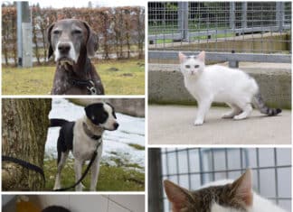 Liebe auf vier Pfoten: Diese Schützlinge suchen ein Zuhause