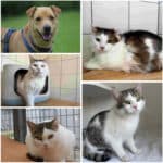 Tierheim Villach: Diese tierischen Schützlinge hoffen auf ihr Glück