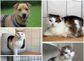 Tierheim Villach: Diese tierischen Schützlinge hoffen auf ihr Glück