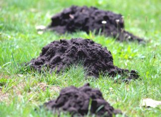 Tierische Baumeister: Nicht jeder Hügel stammt vom Maulwurf