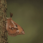 Noch keine Pläne? Naturpark Dobratsch lädt zur gemeinsamen Schmetterlingsbeobachtung ein