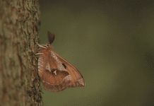 Noch keine Pläne? Naturpark Dobratsch lädt zur gemeinsamen Schmetterlingsbeobachtung ein