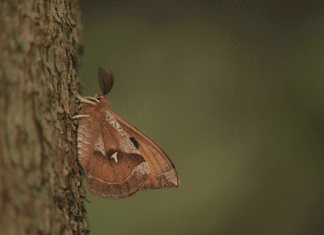 Noch keine Pläne? Naturpark Dobratsch lädt zur gemeinsamen Schmetterlingsbeobachtung ein