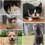 Tierheim Villach: Diese Fellnasen warten auf ein neues Zuhause