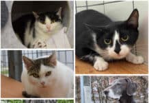 Tierheim Villach: Diese Fellnasen warten auf ein neues Zuhause