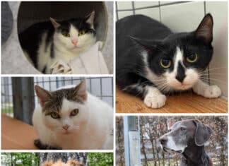 Tierheim Villach: Diese Fellnasen warten auf ein neues Zuhause